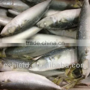New Fishing Frozen IQF 60-70g Pacific Mackerel in 2016 thumbnail-2