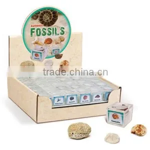 Fossils in Magnifying Box, 12 Asstd. thumbnail-1