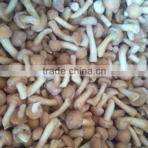 Freezing Pholiota Nameko Mushrooms for EU Market thumbnail-2