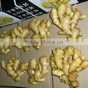 Fresh Ginger thumbnail-1
