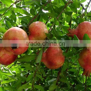 Boten Supplier of 10%-90% Ellagic Acid/Polyphenols/Punicalagin Pomegranated Peel Extract Powder thumbnail-2