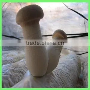 Cultivated King Oyster Mushroom thumbnail-1
