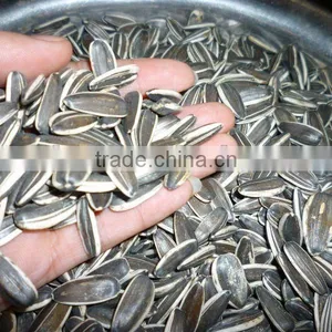 High Quality Black Sunflower Seeds 20/64,22/64, 24/64 thumbnail-1