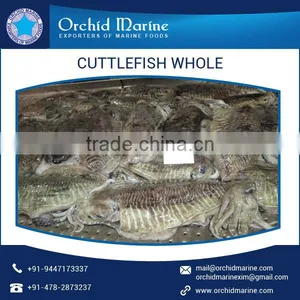Cleaned and Frozen Whole Cuttle Fish at Export Price thumbnail-1
