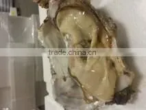 Live Pacific Oyster thumbnail-1