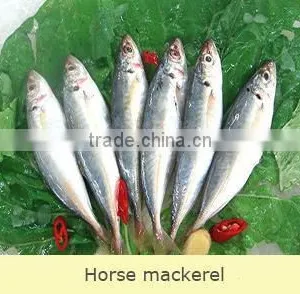 China-made Frozen Hot Sale Horse Mackerel Whole thumbnail-4