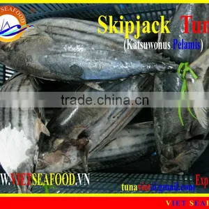 W/R FROZEN SKIPJACK TUNA thumbnail-1