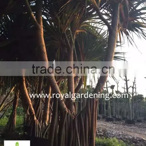 Pandanus Utilis High 4-5m Landscaping Tree thumbnail-4