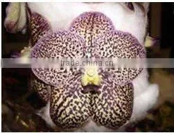 Thailand High Quality V-002 Vanda Brown Orchid thumbnail-1