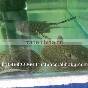 Freshwater Stingray for Sale and Export thumbnail-2