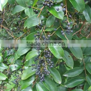 Embelia Ribes thumbnail-4