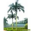 Sell Wild Date Palm Trees thumbnail-1