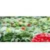 Notoginseng Leaf Extract 80% Notoginsenosides (HPLC),4:1 thumbnail-1