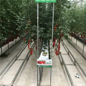 Greenhouse for Hydroponic Farming Cucumber/Tomato/Pepper thumbnail-1