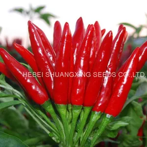 Hybrid Hot Chili Pepper Seeds Capsicum Seeds With Competitive Price thumbnail-4
