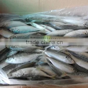 High Quality Horse Mackerel(Decapterus Maruadsi) 120-160 Pcs thumbnail-5