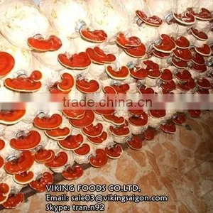 BEST PRICE - DRIED LUCIDUM/REISHI/GANODERMA/LINGZHI MUSHROOM thumbnail-2