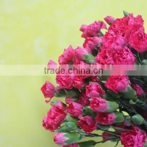 Reasonable Price Top Sell Factory Flower Carnation thumbnail-2