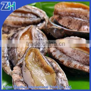 Frozen Abalone With Shell for Sale thumbnail-1