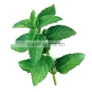Mint Oil thumbnail-1