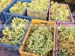 Black Grapes ,White Grapes,Seedless Grapes Exporter thumbnail-2