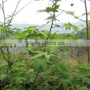 OEM Service Wild Rubusoside Sweet Tea Extract Sweet Tea Leaf Natural Sweetener OEM Service thumbnail-1