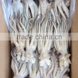 2016 Newly Arrived Frozen Eye Off, Beak off Squid Tentacle From China thumbnail-1