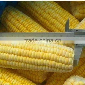 Chinese IQF Steamed Blanched IQF Frozen Sweet Corn Yellow Corn thumbnail-3