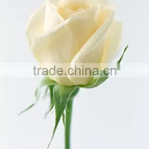 White Roses thumbnail-1