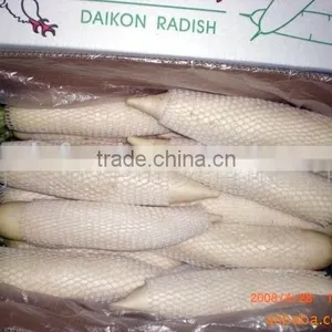 Chinese Radish thumbnail-1