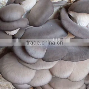 Edible Mushroom thumbnail-1
