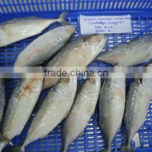 Indian Mackerel thumbnail-1