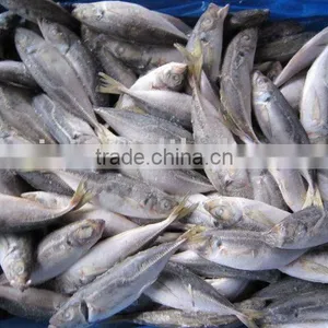 FROZEN HORSE MACKEREL (6-8pcs) thumbnail-1
