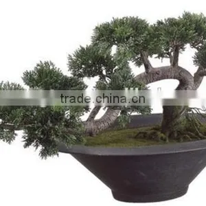 Indoor Cedar Bonsai Tree Topiary Cypress Pine From Chinese Designer thumbnail-3