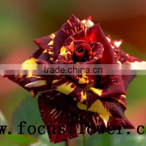 Good Quality Fresh Black Roses in Delhi Roses Flowers Spray Rose Meteor Shower for Wedding Decoration Without Middleman thumbnail-3