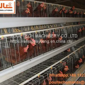 Sri Lanka Chicken Supplier in Chicken Shed Hot Galvanized Cage & A Type Battery Layer Breeder Chicken Cage & Laying Hen Coop for Poultry Farm thumbnail-1