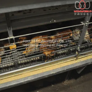 Ecuador Poultry Farm - Battery Chicken Cage & Poultry Cage & Small Layer Cage Used in Brooding Room thumbnail-3