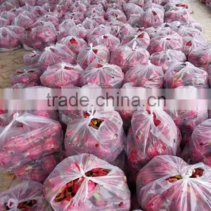 White Flesh Fresh Dragon Fruit From Vietnam/ Pitaya thumbnail-2