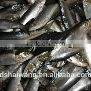 Frozen Sardine Fish Whole Round thumbnail-3