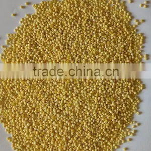 Chinese Glutinous Millet Yellow Colour thumbnail-2