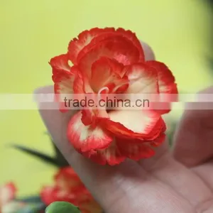 Elegant in Smell Hot Sale Fresh Carnation for Home Decoration thumbnail-4