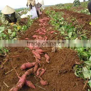 Vietnam Sweet Potato With Best Price and Good Quality thumbnail-3