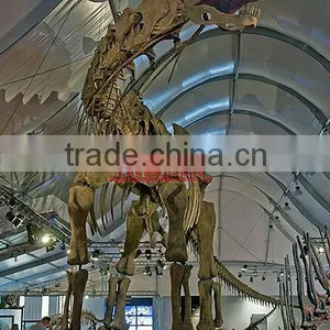 Dinosaur Skeleton Model Of Argentinosaurus thumbnail-1