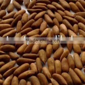 Roasted Pine Nuts , Cooked Pine Nuts in Shell , Pine Nuts , Chilgoza thumbnail-1