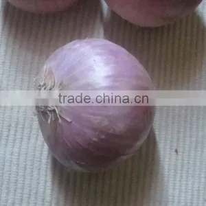 Fresh Red Onion thumbnail-1