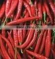 Chillies thumbnail-1