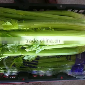 Chinese Fresh Celery thumbnail-2
