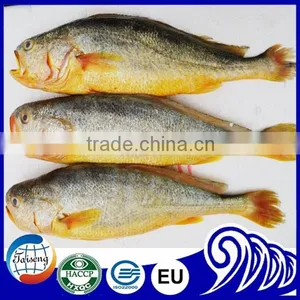 Frozen Seafood Frozen Yellow Croaker, Yellow Croaker Fish Price thumbnail-2