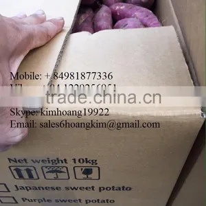 FRESH SWEET POTATO EXPORT IN VIET NAM thumbnail-2