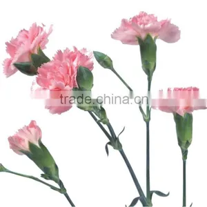 Pink Carnation thumbnail-1